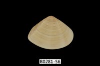 藏品(花蛤)的圖片